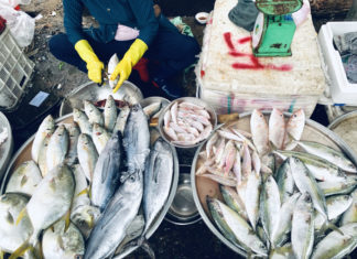 The Top 4 Most Delicious and Nutritious Natural Seafood: Get Them at the Market Now