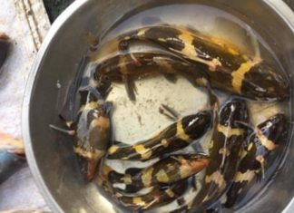 Behold the ‘Strangely-Named’ Fish West of Vietnam, Selling at 400,000 VND / KG