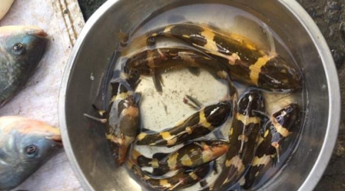 Behold the ‘Strangely-Named’ Fish West of Vietnam, Selling at 400,000 VND / KG