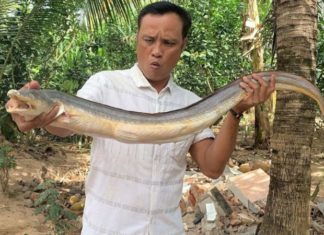 Unlocking the Mysteries of Phu Yen Province’s Precious and Expensive Giant Fish