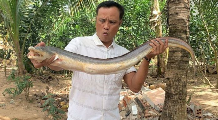 Unlocking the Mysteries of Phu Yen Province’s Precious and Expensive Giant Fish