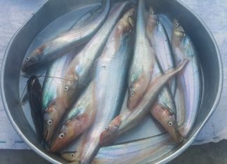Cost of So Thuong River Fish in Dong Thap Reaches 300,000 VND/kg