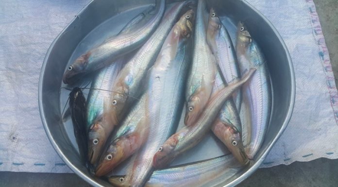 Cost of So Thuong River Fish in Dong Thap Reaches 300,000 VND/kg