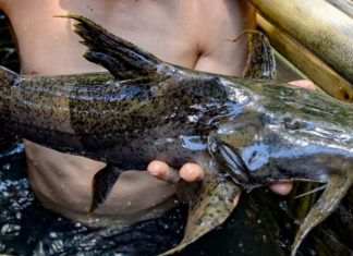 Rising Demand for “Ti?n Vua” Fish Despite its High Price of 600,000 Dong per Kilo