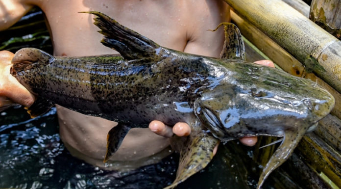 Rising Demand for “Ti?n Vua” Fish Despite its High Price of 600,000 Dong per Kilo