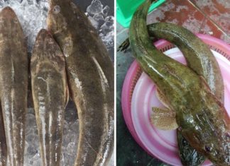 250,000 Vietnamese Dong Per Kg: The Growing Price and Demand of Rare Fish Species