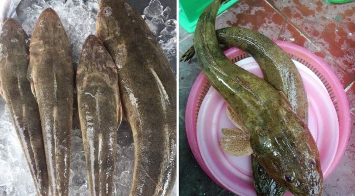 250,000 Vietnamese Dong Per Kg: The Growing Price and Demand of Rare Fish Species