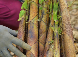 Diversity of Wild Plant Species at Risk of Decline