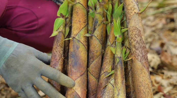 Diversity of Wild Plant Species at Risk of Decline