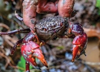 Savoring the Delicious Taste of Cà Mau Seafood: Even Better than Crab!