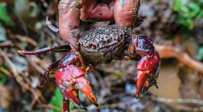 Savoring the Delicious Taste of Cà Mau Seafood: Even Better than Crab!