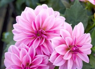 9 lucky and beautiful Tết living room flower arrangements