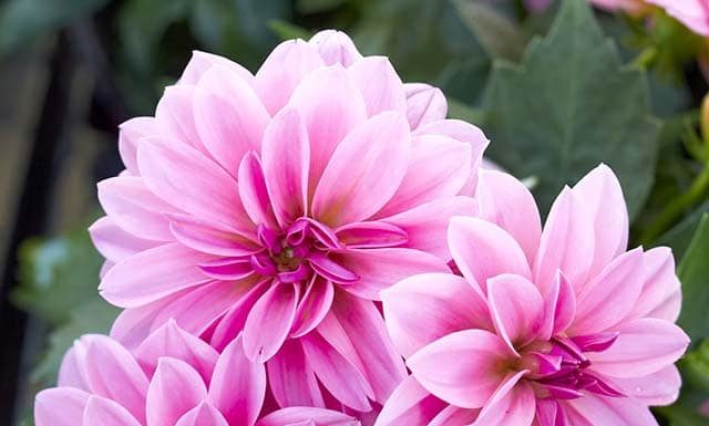 9 lucky and beautiful Tết living room flower arrangements