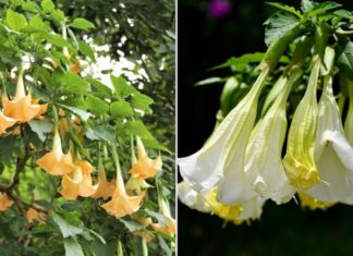 7 Beautiful Flowers That Bring Bad Luck When Grown Indoors