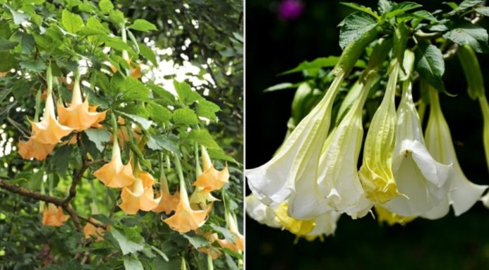 7 Beautiful Flowers That Bring Bad Luck When Grown Indoors