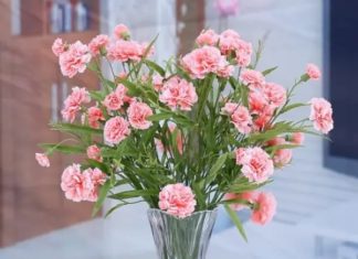 5 Flowers to Avoid Placing in Your Home During Tet: Brings Bad Luck and Wastes Fortune