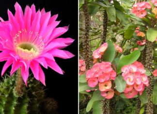Avoid bringing these 4 types of flowers home on Tet day to avoid bad luck all year