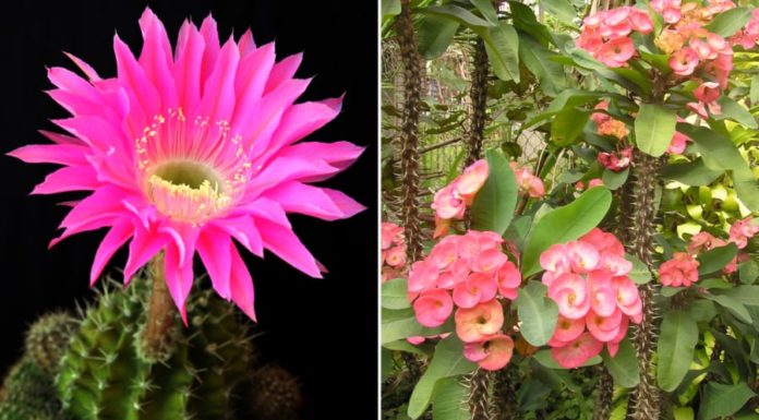Avoid bringing these 4 types of flowers home on Tet day to avoid bad luck all year
