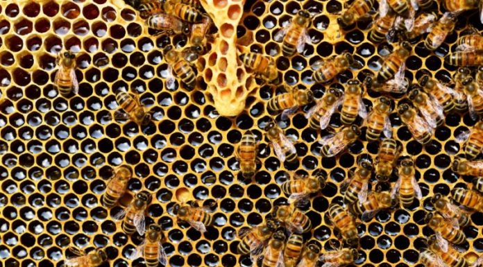 Money Cannot Buy Special Honey Type from Central Highlands