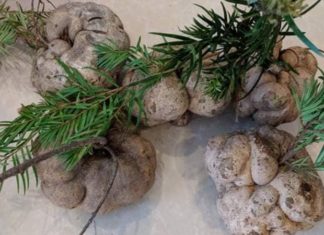 Researchers Chase the ‘Elixir of Life’: Investigating the Potential of the Tree Top Mushroom