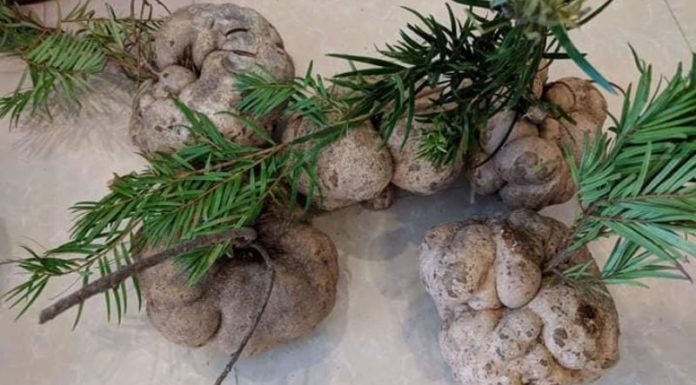 Researchers Chase the ‘Elixir of Life’: Investigating the Potential of the Tree Top Mushroom