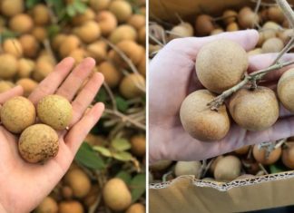 Skyrocketing Prices for Labels over 200,000 Dong per KG.