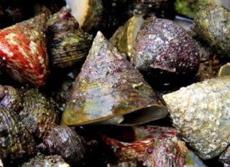 Delicacy Made from Rare Snails with Prehistoric Shapes