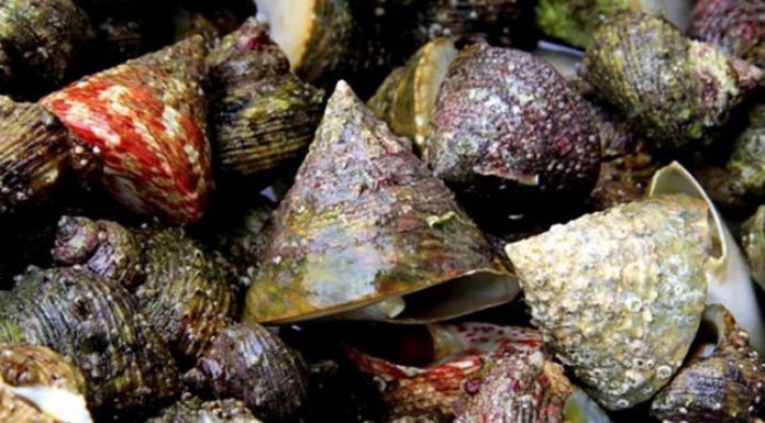 Delicacy Made from Rare Snails with Prehistoric Shapes