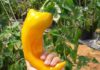 The Ultimate Chili Experience: Why the ‘Super Giant’ Pepper is Worth the Hefty Price Tag