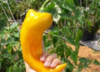 The Ultimate Chili Experience: Why the ‘Super Giant’ Pepper is Worth the Hefty Price Tag