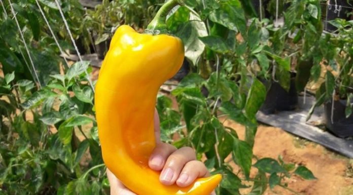 The Ultimate Chili Experience: Why the ‘Super Giant’ Pepper is Worth the Hefty Price Tag