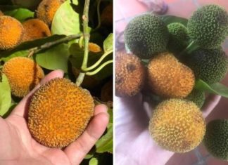 “Rare Creek-Grown Produce Sells for Up to 120,000 VND/kg”