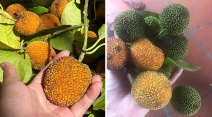 “Rare Creek-Grown Produce Sells for Up to 120,000 VND/kg”