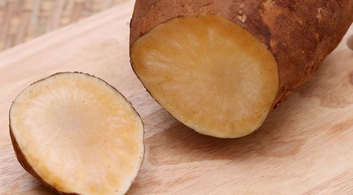 Tasting the Sweetness of Lao Cai’s Ginseng-Like Fruit