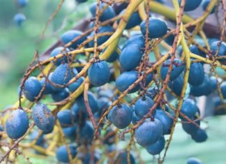 Growing Popularity of Unusual Fruits Among Food Enthusiasts