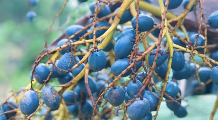 Growing Popularity of Unusual Fruits Among Food Enthusiasts