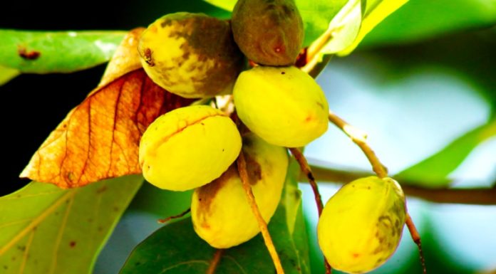 Rare Fruit Found in Backyard Sells for Over a Million Vietnamese Dong