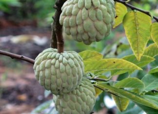 Cherished Fruits of the Past Cost an Onerous Amount