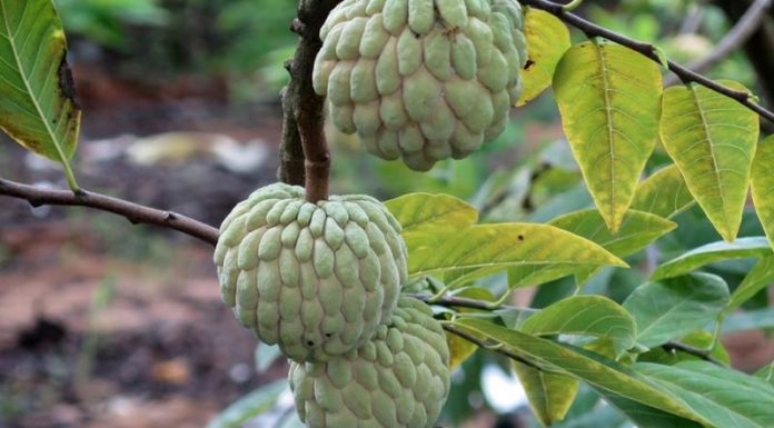 Cherished Fruits of the Past Cost an Onerous Amount