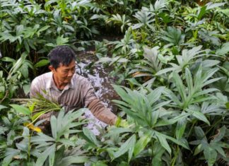 Discovering the Tastes of Wild Vegetables in the Southeastern Region