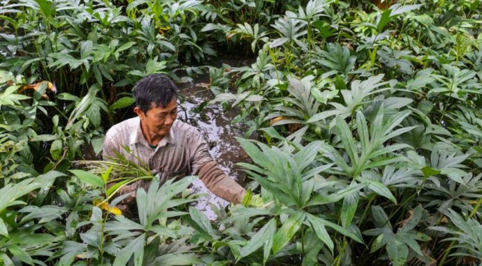 Discovering the Tastes of Wild Vegetables in the Southeastern Region