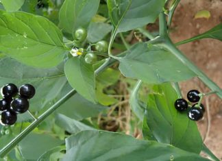 Running Low on Affordable Wild Veggies Due to their Health Benefits
