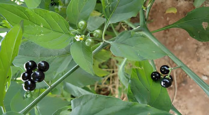 Running Low on Affordable Wild Veggies Due to their Health Benefits