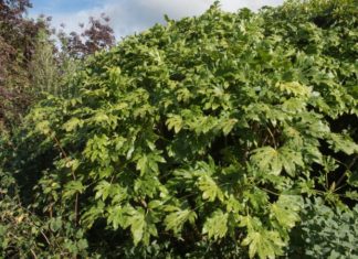 Price of Homegrown “Ugly” Vegetable Skyrockets to 300,000 VND/kg