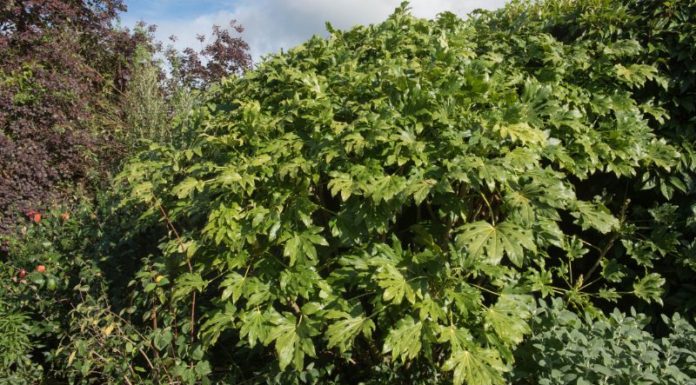 Price of Homegrown “Ugly” Vegetable Skyrockets to 300,000 VND/kg