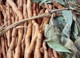 Korean Discovery: Rare Ginseng Species Initially Thought to be a Wild Plant