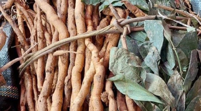 Korean Discovery: Rare Ginseng Species Initially Thought to be a Wild Plant