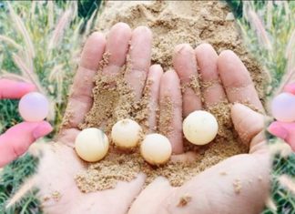 Miracle Drug Discovered in (Cheap) 1/2 Quail Eggs