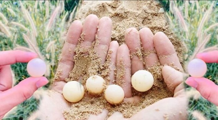 Miracle Drug Discovered in (Cheap) 1/2 Quail Eggs