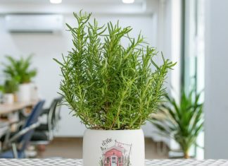 A natural sweetener that acts as a ‘medicine’ for lowering blood sugar and improving brain fog